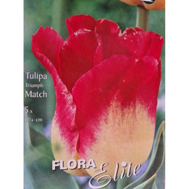 TULPPAANI 'MATCH' TRIUMPH 12/+, 5 KPL/PS 791963
