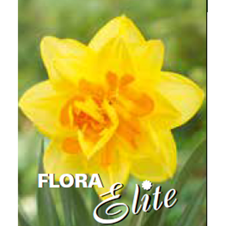 NARSISSI 'APOTHEOSE' 12/14, 10 KPL 581904