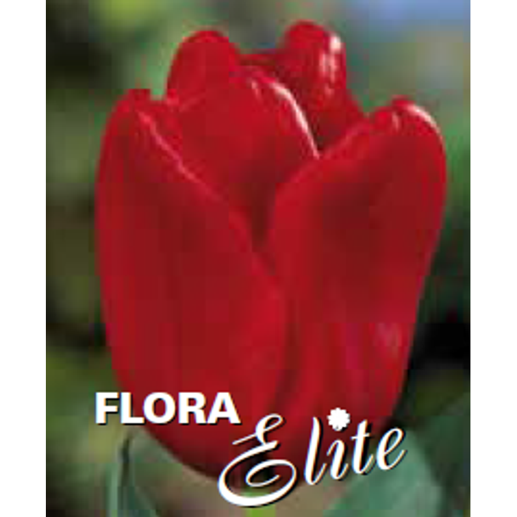 TULPPAANI 'SEADOV' TRIUMPH 12/+, 10 KPL 752090