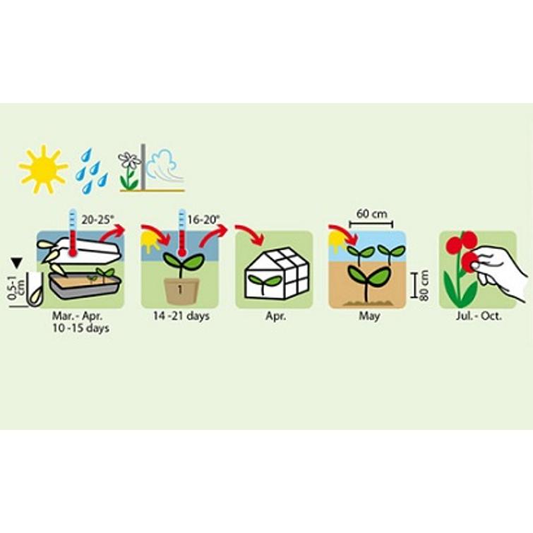 PIHVITOMAATTI MARMANDE 1343