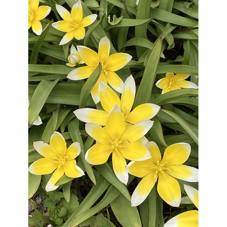 TULPPAANI TARDA MISCELLANEOUS 7/8, 10 KP 764772