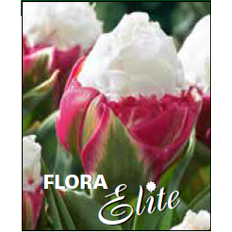 TULPPAANI 'ICE CREAM' KERR. 11/12, 10 KP 732665