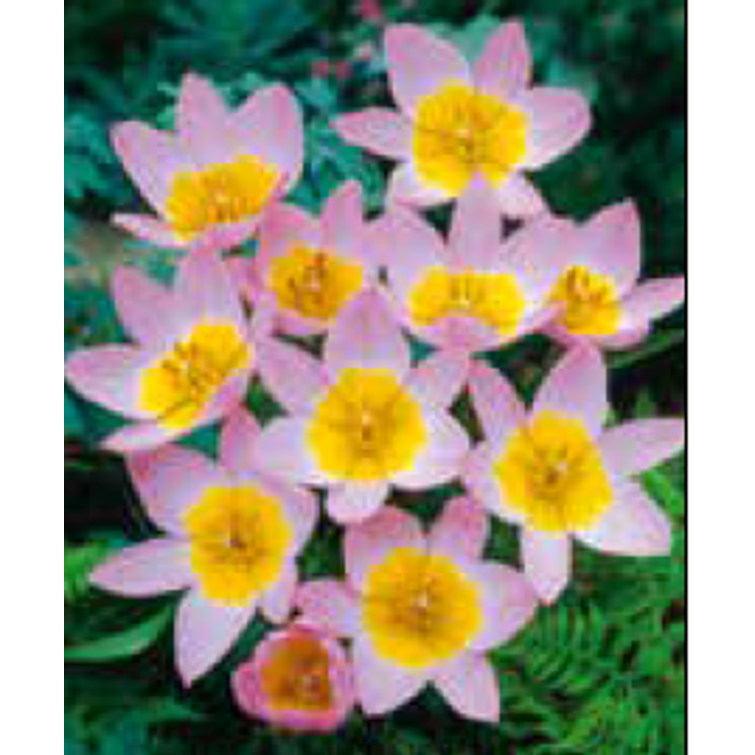 TULPPAANI BAKERI 'LILAC WONDER' MISCELLA 761931