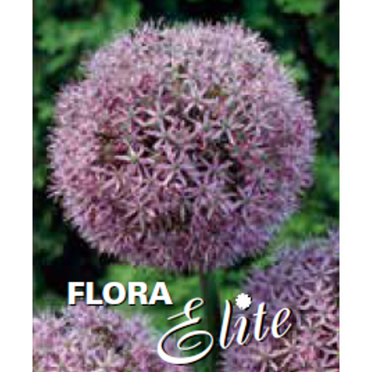 JÄTTILAUKKA 1 KPL, ALLIUM 'GLADIATOR' 20 500431