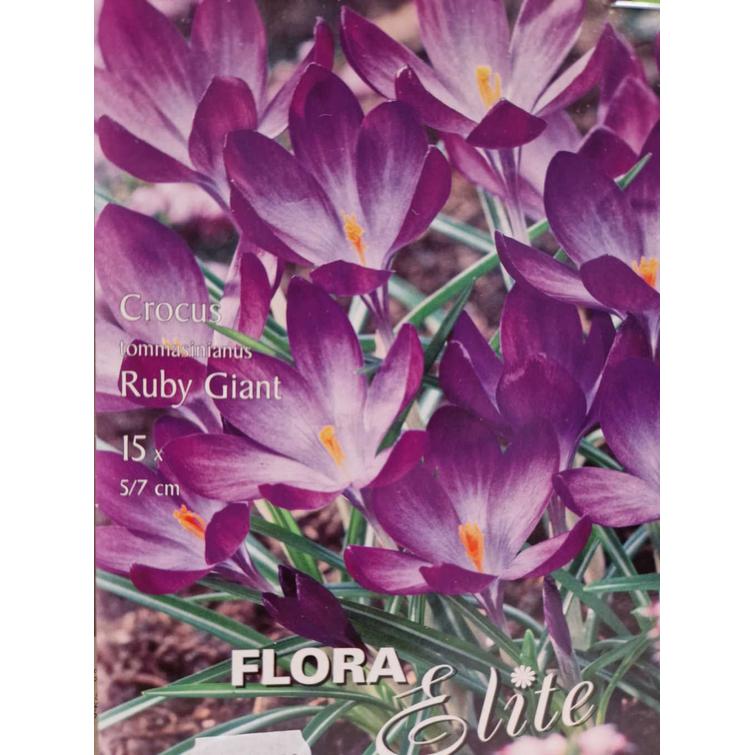 CROCUS TOMMASINIANUS RUBY GIANT 5/7, 15 422102