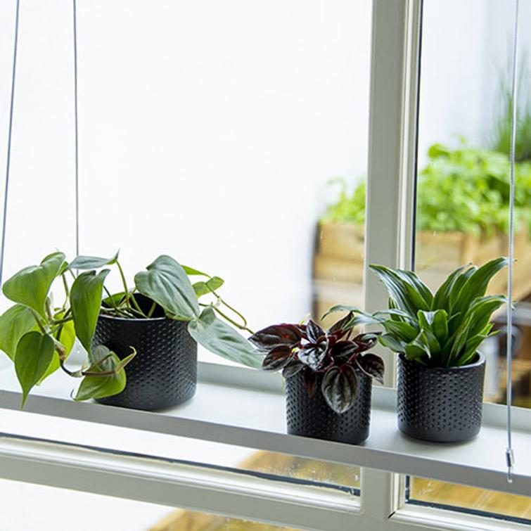 AMPPELI WINDOW DRESSING SUORAKULMIO 58 C PY108