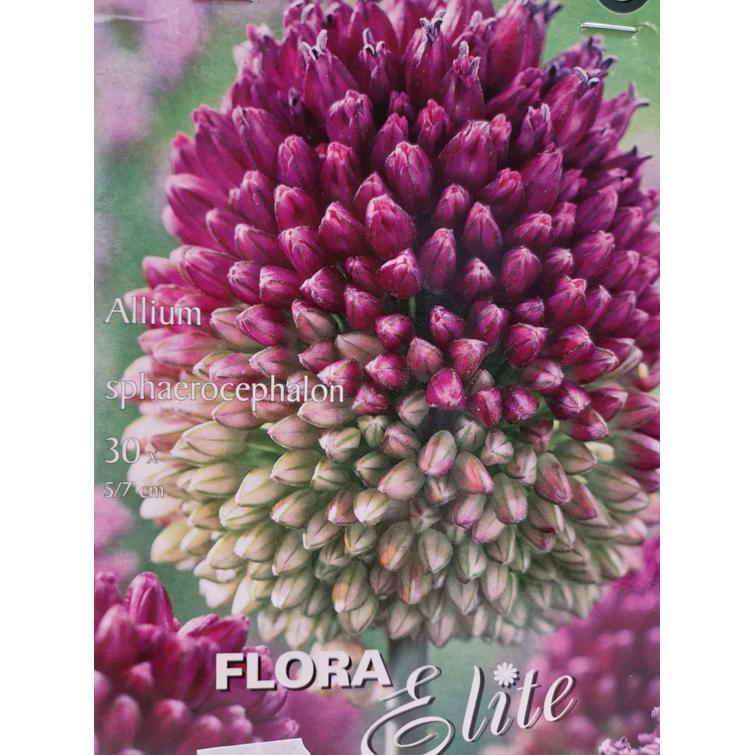 ALLIUM SPHAEROSEPHALON 5/7, 30 KPL/PSS, 803185