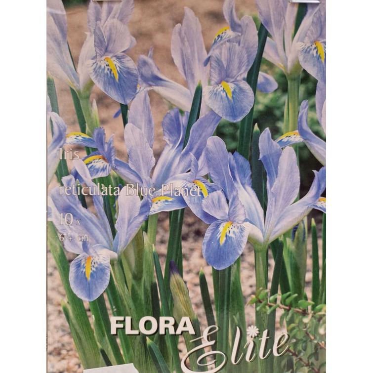 IRIS RETICULATA BLUE PLANET 6/+, 10 KPL/ 817557