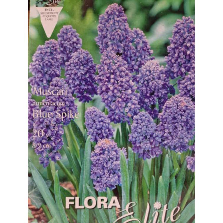 MUSCARI ARMENIACUM BLUE SPIKE 8/9,20 KPL 477409