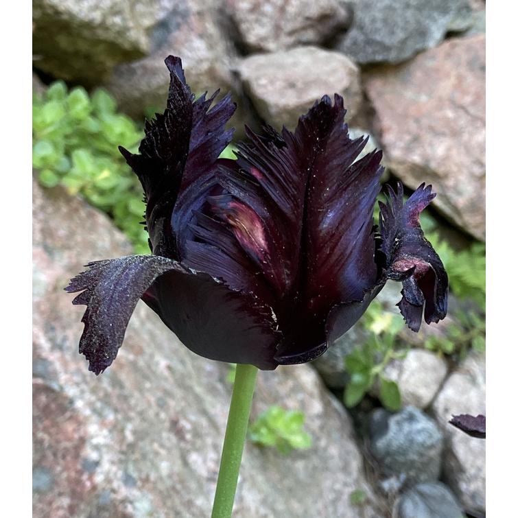 TULPPAANI 'BLACK PARROT' PARROT 12/+, 10 713794