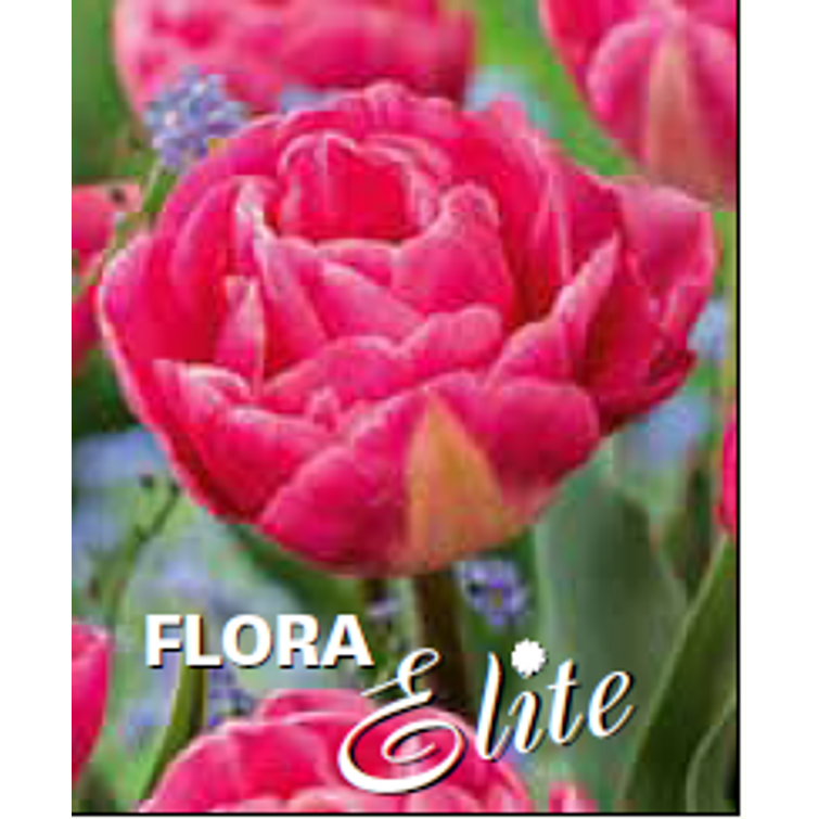 TULPPAANI 'VOQUE' KERR. 11/12, 10 KPL 759006