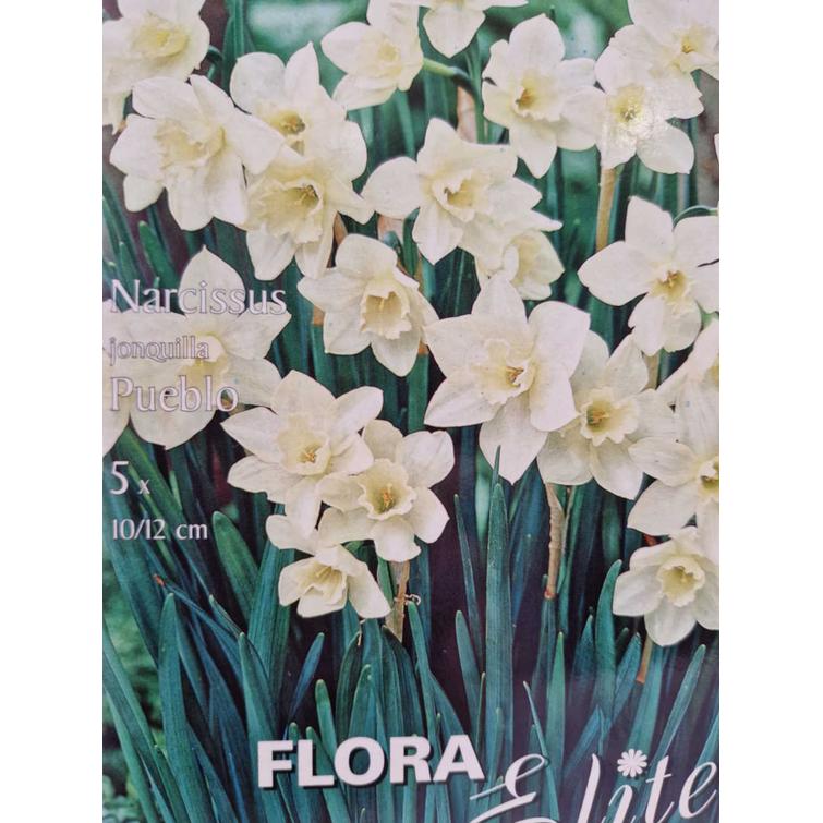 NARCISSUS JONQUILLA PUEBLO 10/12, 5 KPL/ 787980