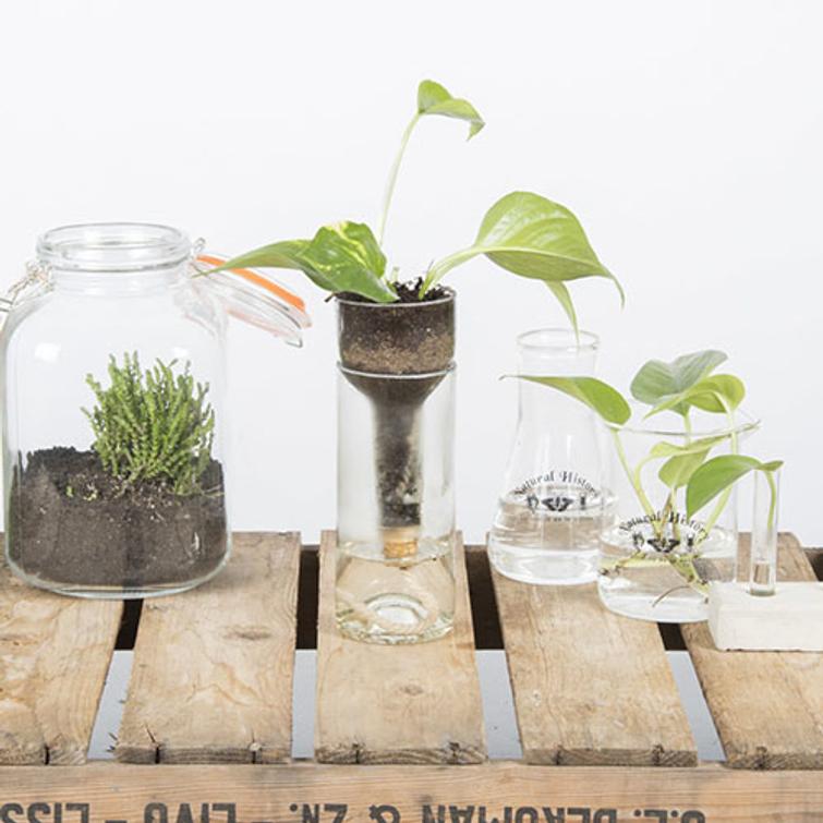 ITSEKASTELEVA JUURRUTUSPULLO AGG46