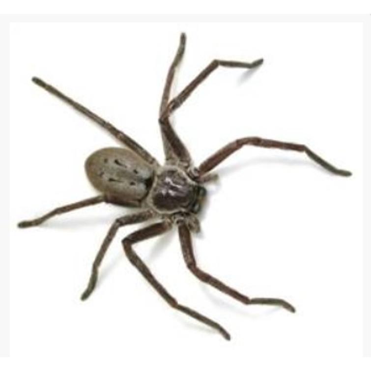 Weitech Hiiri- ja hyönteiskarkotin 45 m2 870001