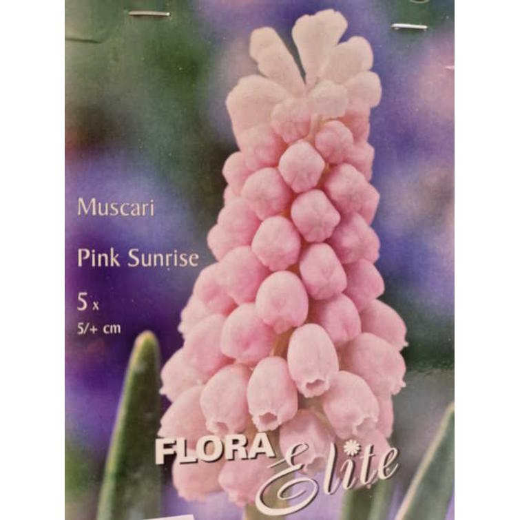 MUSCARI PINK SUNRISE 5/+, 5 KPL/PSS 788482