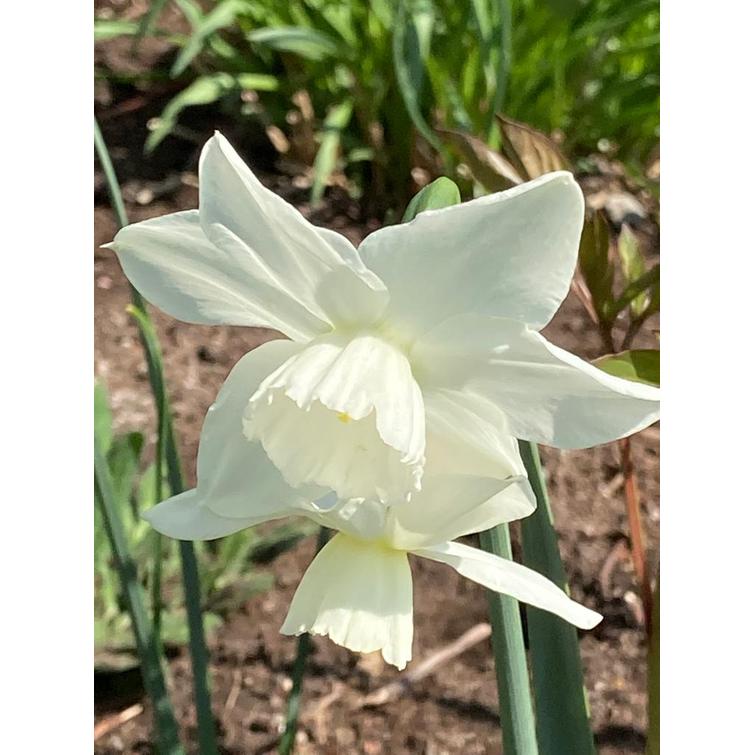 NARSISSI 'THALIA' 12/14, 10 KPL 595345