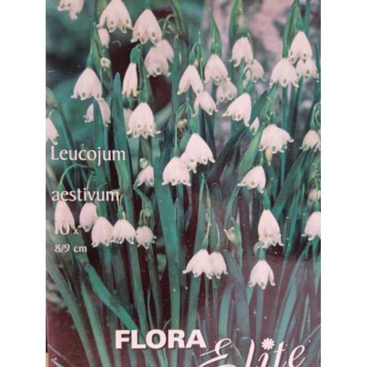 LEUCOJUM AESTIVUM 8/9, 10 KPL/PSS 473203