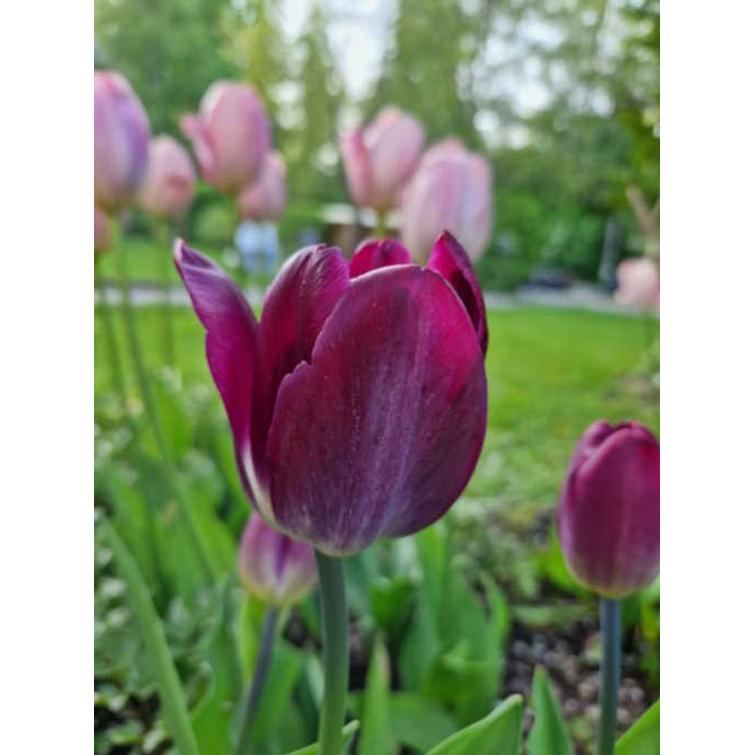 TULPPAANI 'KANSAS PROUD' TRIUMPH 11/12, 794540