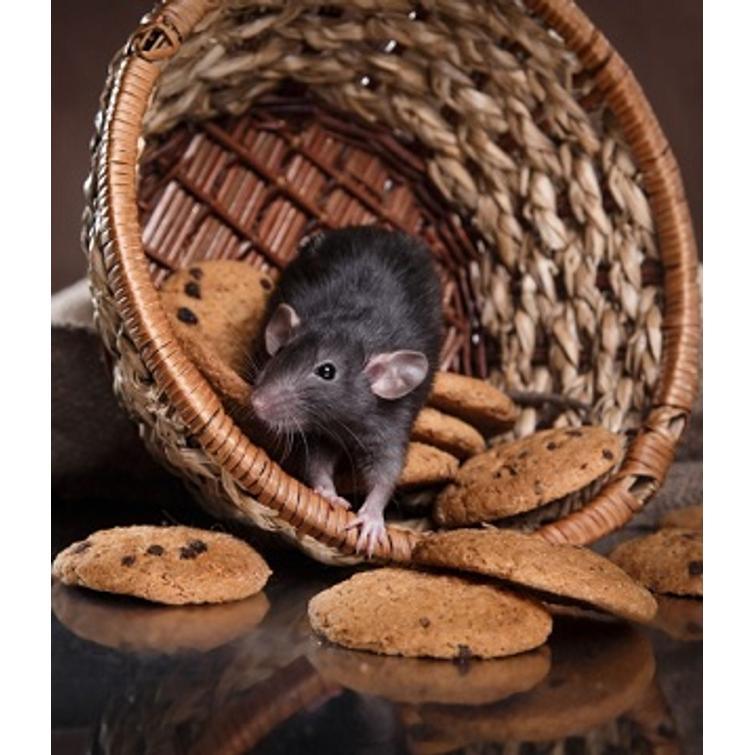 Weitech Hiiri- ja hyönteiskarkotin 45 m2 870001