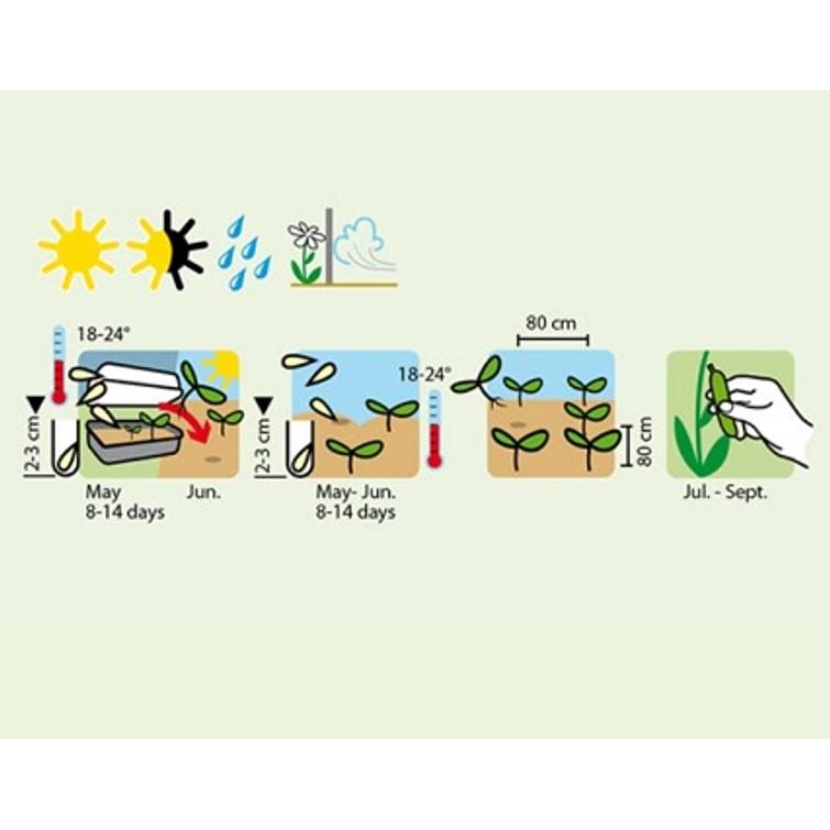 KESÄKURPITSA DIAMANT F1