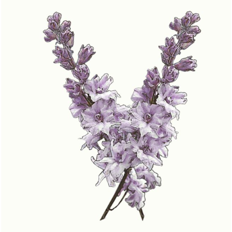 TARHAKUKONKANNUS MISTY LAVENDER 1121006