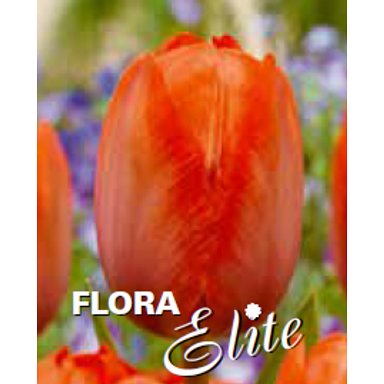 TULPPAANI 'ORANGE VAN EIJK' 12/+, 10 KPL 743333