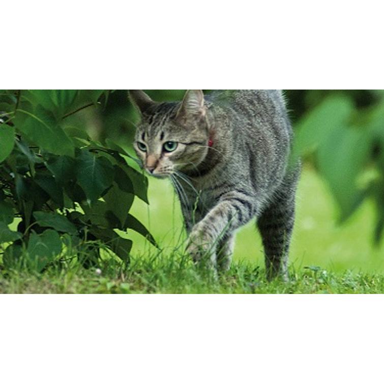 KISSANRUOHO ANNOSSIEMEN, NELSON GARDEN 5268