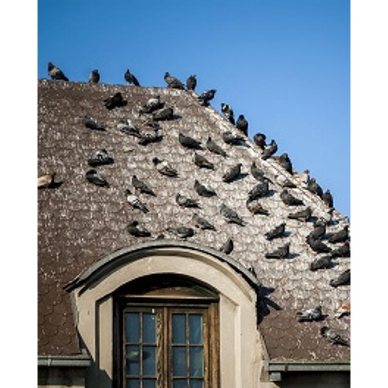 Weitech Lintukarkotin 870017