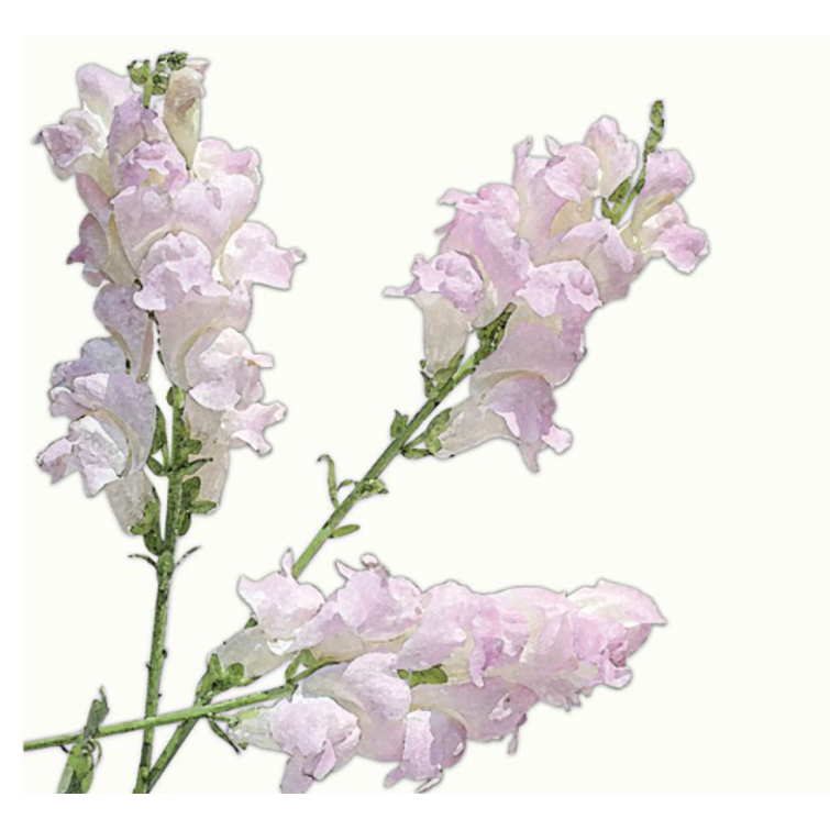 LEIJONANKITA LEGEND LIGHT PINK