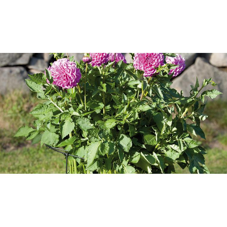 NELSON GARDEN PERENNATUKI 70 CM