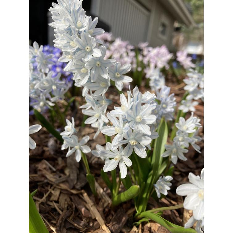 POSLIINIHYASINTTI 6/7, 10 KPL 601312