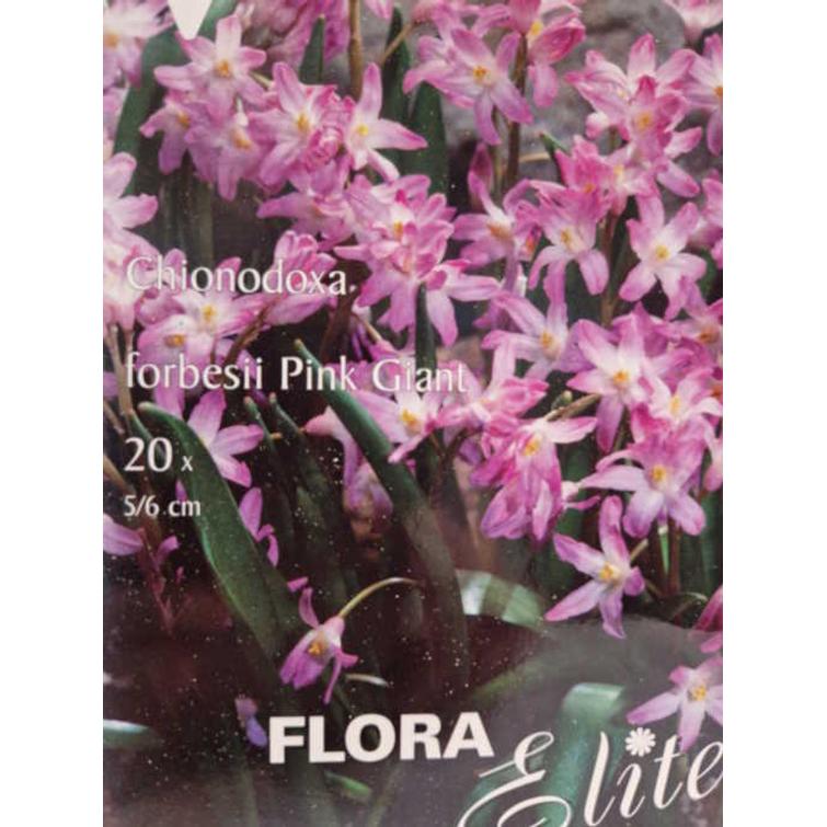 CHIONODOXA FORBESII PINK GIANT 5/6, 20 K 693564