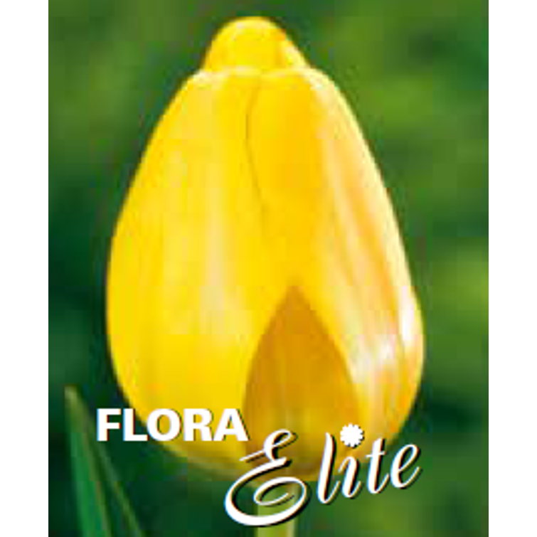 TULPPAANI 'GOLDEN APELDOORN' DARWINHYBR. 729160