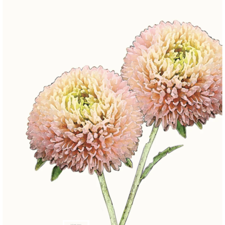 KIINANASTERI BALLOON APRICOT 1120481