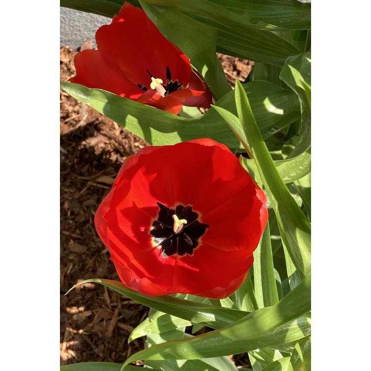 TULPPAANI 'JOB'S MEMORY' TULI- 11/12, 10 734263