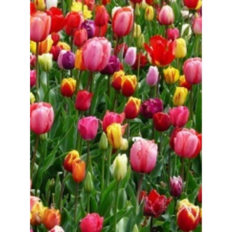 B&S Männänrengas 590402