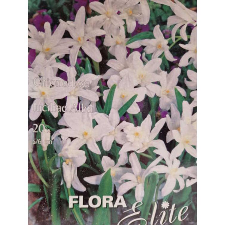 CHIONODOXA LUCILAE ALBA 5/6. 20 KPL/PSS 693632