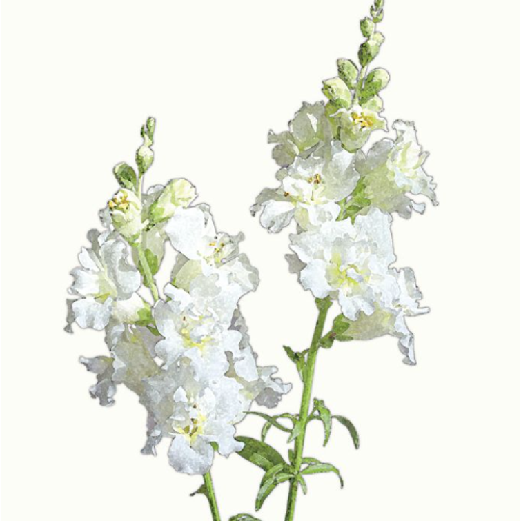 LEIJONANKITA MADAME BUTTERFLY IVORY WHIT 1120764