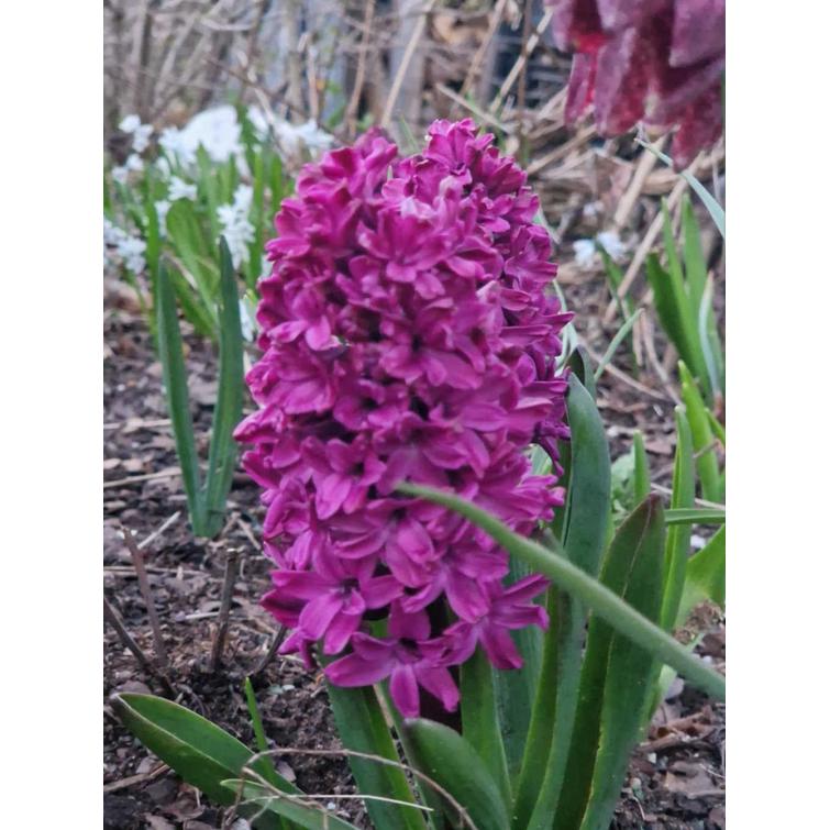 HYASINTTI 'WOODSTOCK' 18/19, 1 KPL 550122