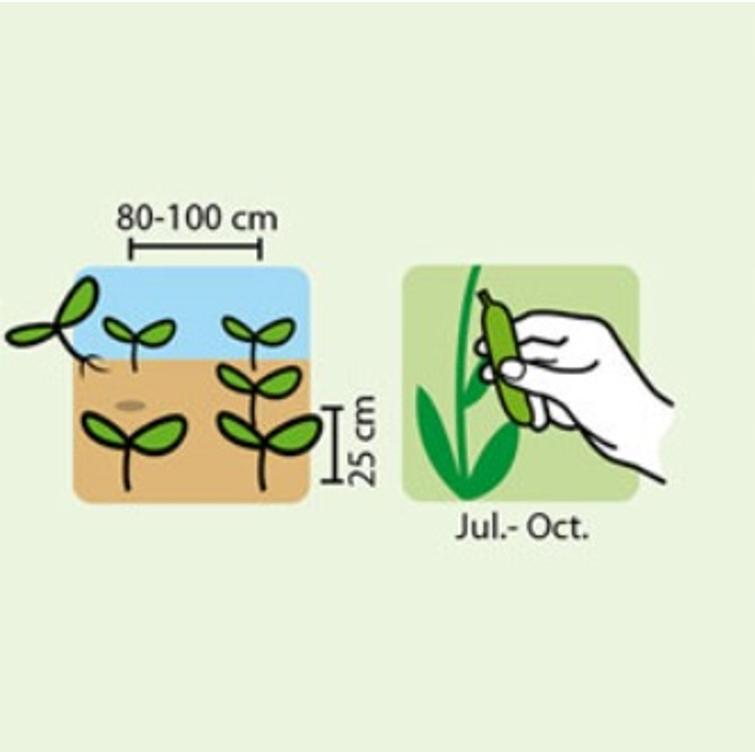 AVOMAANKURKKU VORGEBIRGSTRAUBEN, S&Auml;IL&Ouml;NT 1203-1