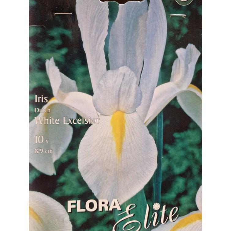 IRIS DUTCH WHITE EXCELSIOR 8/9, 10 KPL/P 805875