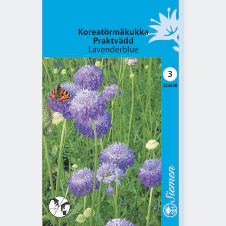 KOREATÖRMÄKUKKA LAVENDERBLUE, SIEMEN 224400