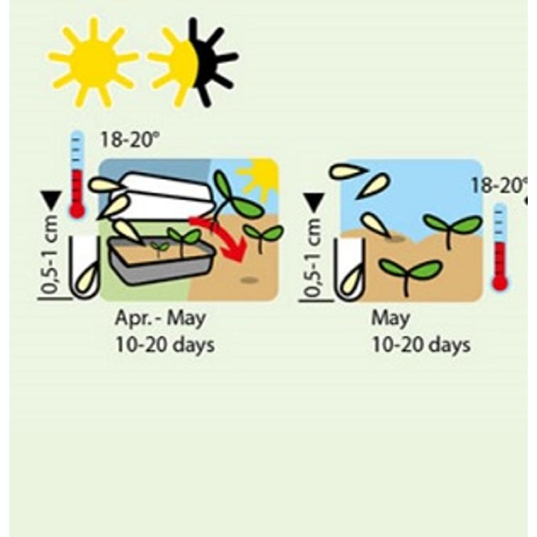SAMETTIKUKKA- KÄÄPIÖ, APPELSIINI ORANGE 1137
