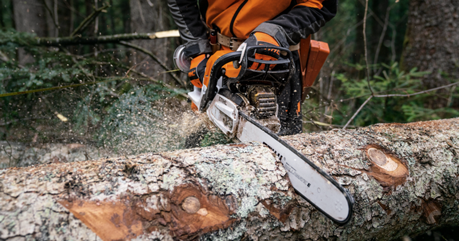 Stihl-moottorisahalla sahataan koivutukkia metsässä