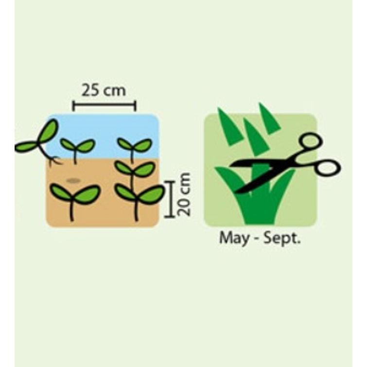 TIMJAMI DI ROMA 1126