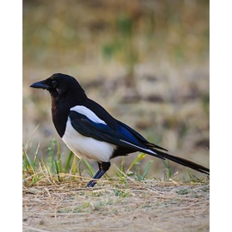 Weitech Lintukarkotin 870017