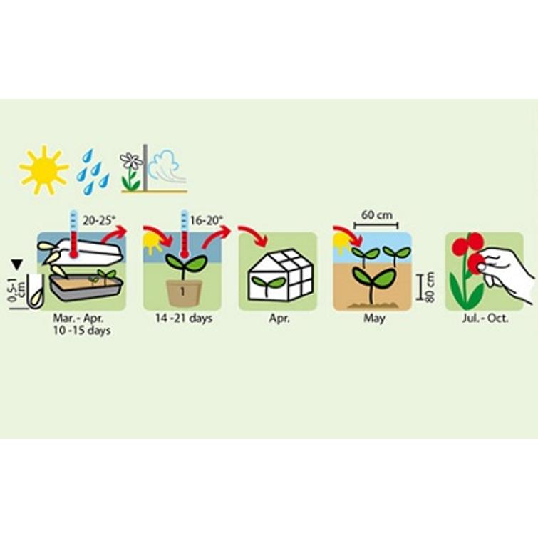 LUUMUTOMAATTI RAVELLO F1 1341