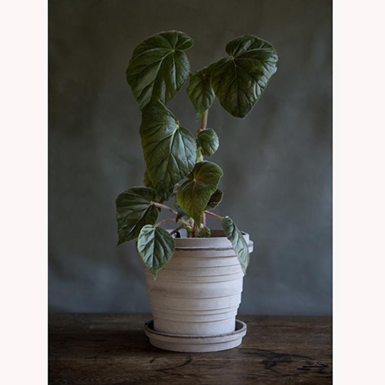 RUUKKU PLANETS 12CM + ALUSVATI HARMAA 866PL12GRE