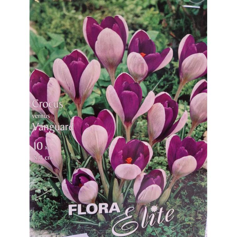 CROCUS VERNUS VANGUARD 8/9, 10 KPL/PSS 786426