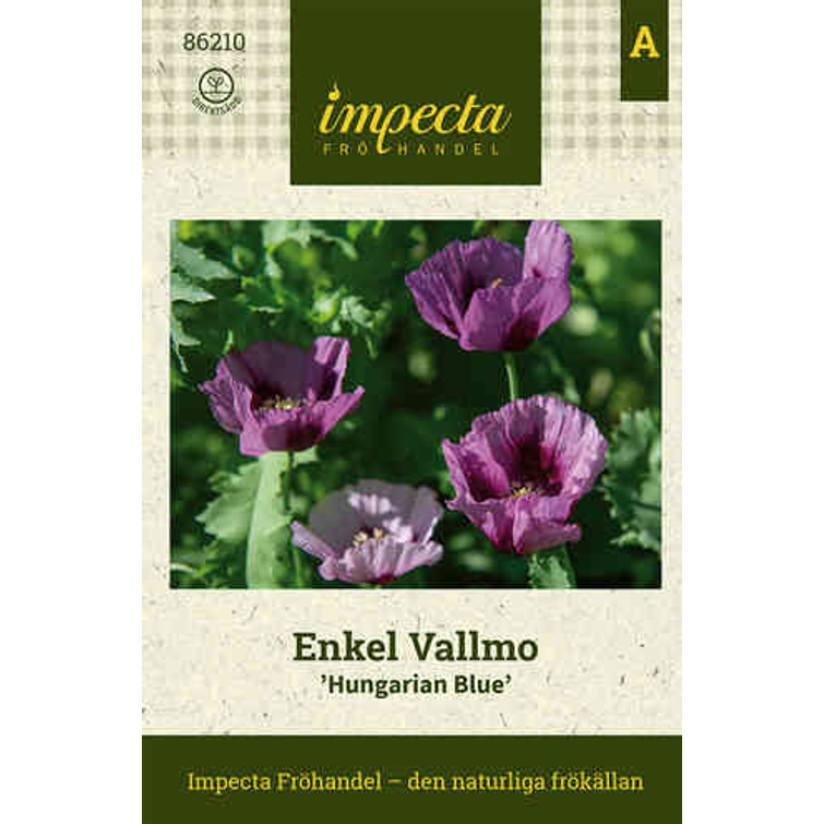 KOREATÖRMÄKUKKA OXFORD BLUE 21042311